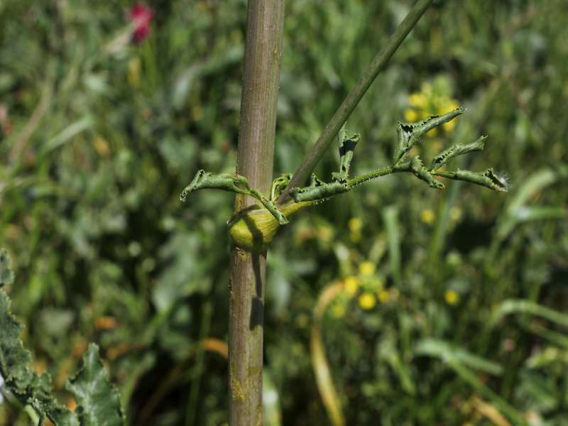 Opopanax chironium